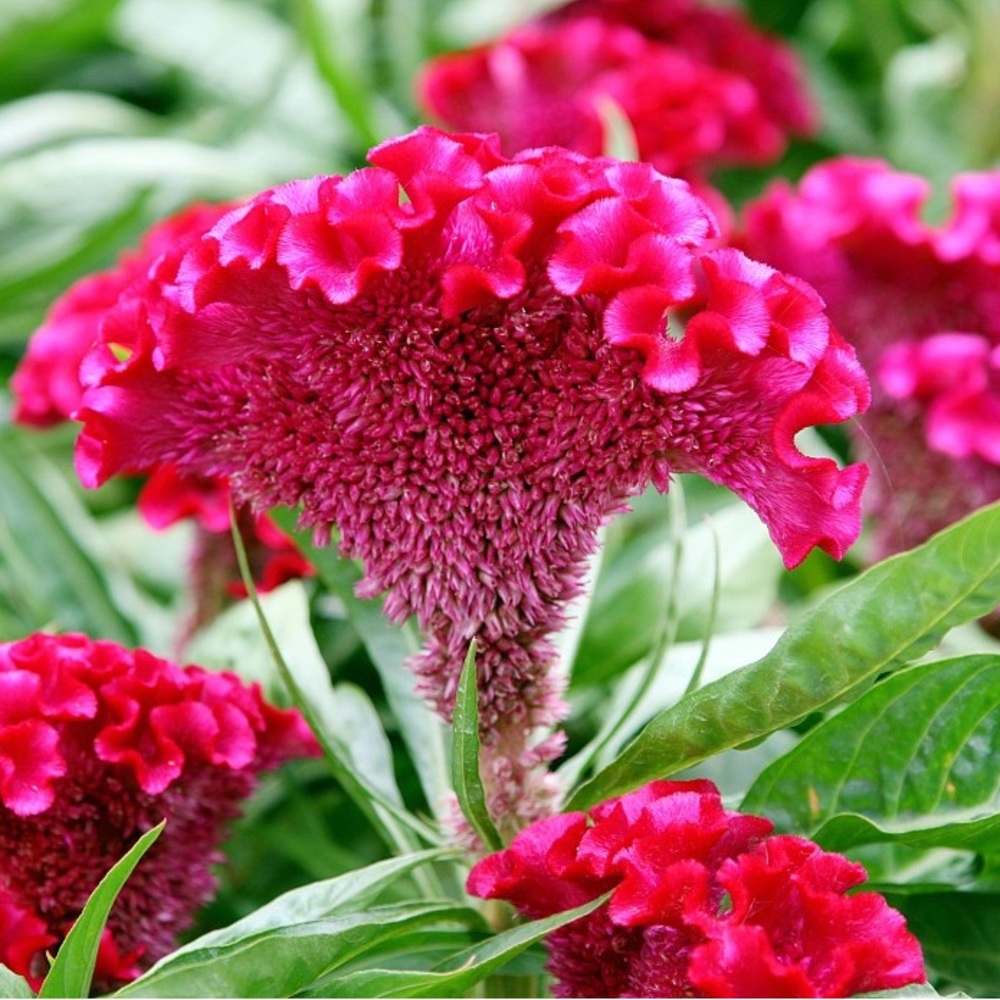 PINK Cockscomb Seeds